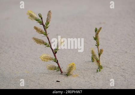 Branch of creeping willow with catkins rises from the sand of a dune Stock Photo