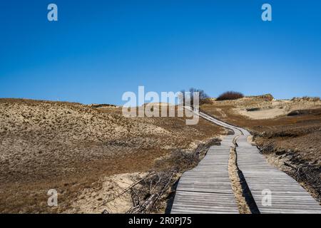 wooden footpath on the Dead Dunes, or Grey Dunes, Curonian Spit, Neringa, Lithuania. Stock Photo