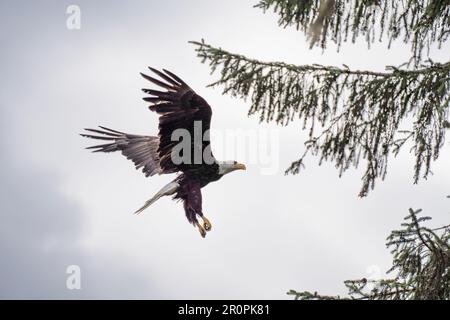 A Bald Eagle soaring majestically, wings spread wide, against a clouded sky Stock Photo