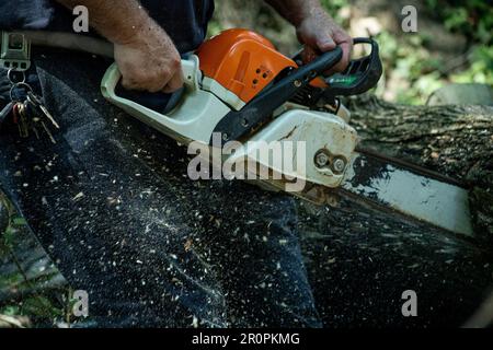 Lumberjack cutting a tree with a chainsaw in the forest. man running chainsaw flinging sawdust. working class. blue-collar. hardworking, tough Stock Photo