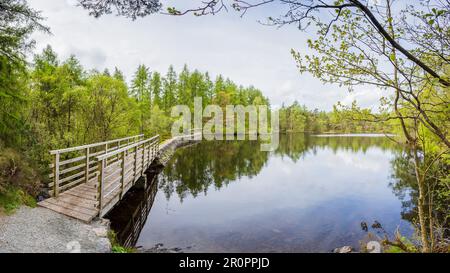 A multi image panorama of the shores of High Dam Tarn in the Lake District pictured in front of lush green trees in late spring. Stock Photo