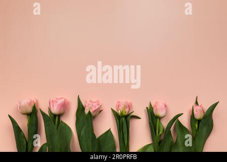 Top view of pink tulips on pink background. Six tulips flat lay, copy space. Stock Photo