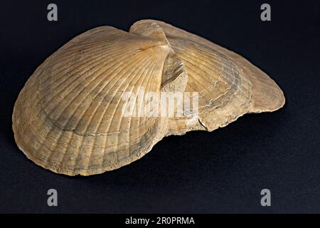 three fossilized scallops lying on top of each other and rich in details Stock Photo
