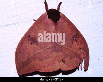 Saturniid moth (family Saturniidae) Automeris species isolated on a ...