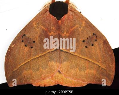 Saturniid moth (family Saturniidae) Hemileucinae - Automeris species ...