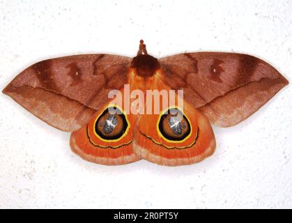 Saturniid moth (family Saturniidae) Hemileucinae - Automeris species ...