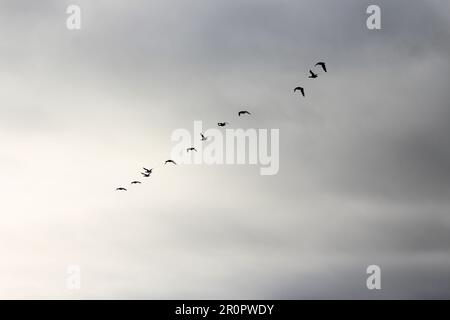 silhouette of a line of Canada goose (Branta canadensis) flying on a ...