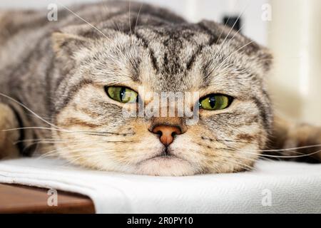 Closeup portrait of Scottish purebred cat lying down on table. Stock Photo