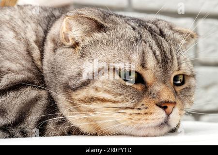 Extremely close up portrait of Scottish purebred cat. Stock Photo
