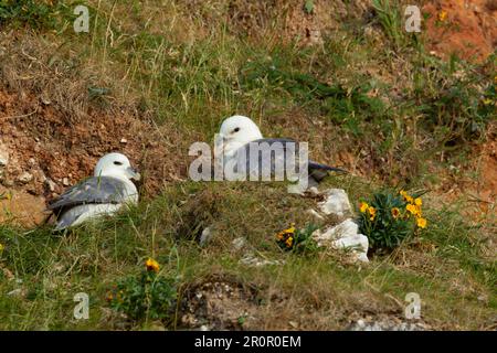 Northern Fulmar (Fulmarus glacialis) two adult birds on a cliff, Norfolk, England, United Kingdom Stock Photo