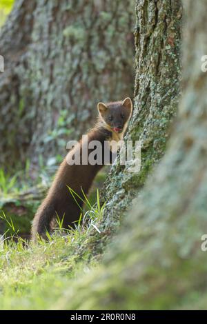 Pine marten (Martes martes) adult animal standing on a tree trunk, Scotland, United Kingdom Stock Photo