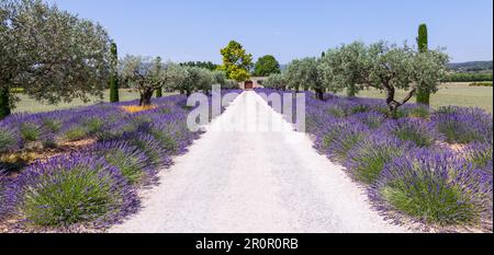 Provence, France. Lavander field during summer season Stock Photo
