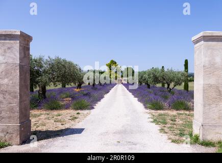 Provence, France. Lavander field during summer season Stock Photo