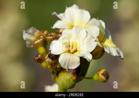 Pale yellow-eyed grass, pale yellow-eyed-grass (Sisyrinchium striatum) Stock Photo