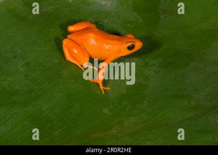 Golden Mantella (Mantella aurantiaca), Madagascar Stock Photo