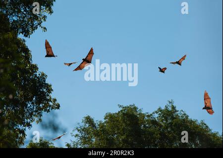 Madagascar flying fox or madagascan flying fox (Pteropus rufus), Berenty, Fort Dauphin, Toliara Province, Madagascar Stock Photo