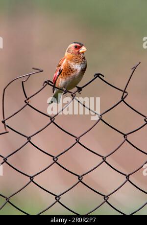 Crimson-winged Finch (Rhodopechys sanguinea) adult male, perched on fence, Armenia Stock Photo