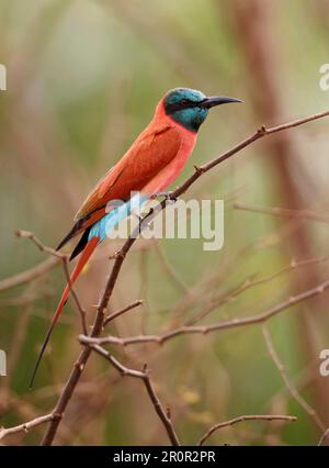 Northern Carmine Bee-eater (Merops nubicus) adult, perched on twig, Niokolo-Koba, Senegal Stock Photo