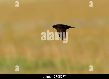 Black Lark (Melanocorypha yeltoniensis) adult male, in flight, Aqmola Province, Kazakhstan Stock Photo