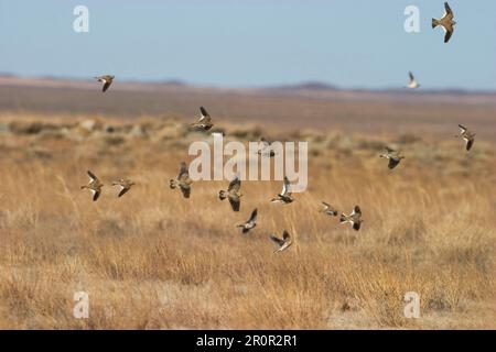 Black black lark (Melanocorypha yeltoniensis) with white-winged lark (Melanocorypha leucoptera) mixed flock in flight, Betpak-Dala, Kazakhstan Stock Photo