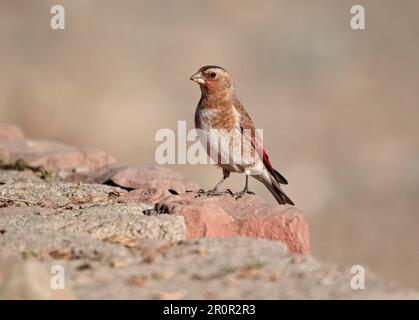 Crimson-winged Finch (Rhodopechys sanguinea aliena) North African Subspecies, adult male, standing on rock, Oukaimeden, Morocco Stock Photo