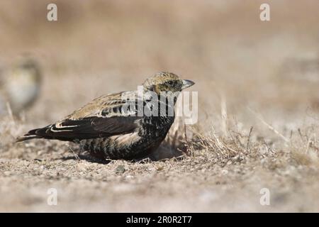 Black black lark (Melanocorypha yeltoniensis) adult male, autumn plumage, standing in the steppe, Betpak-Dala, Kazakhstan Stock Photo