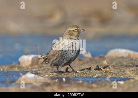 Black black lark (Melanocorypha yeltoniensis) immature male, standing on the edge of a frozen pond, Betpak-Dala, Kazakhstan Stock Photo