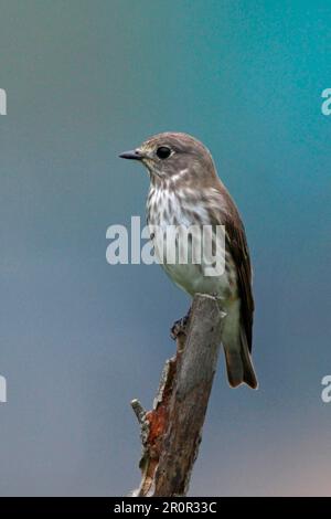 Flycatcher, songbirds, animals, birds, Grey-streaked Flycatcher (Muscicapa griseisticta) adult, perched on stump, Po Toi, Hong Kong, China, spring Stock Photo