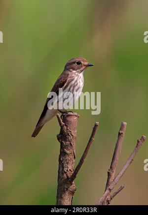Grey-streaked Flycatcher (Muscicapa griseisticta) adult, perched on branch, Hebei, China Stock Photo