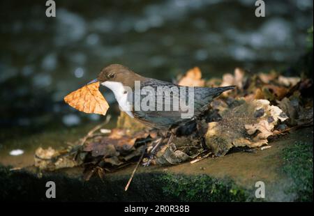 White-breasted dipper (Cinclus cinclus), Dippers, Songbirds, Animals, Birds, White-throated Dipper Adult collecting leaves to line nest Stock Photo