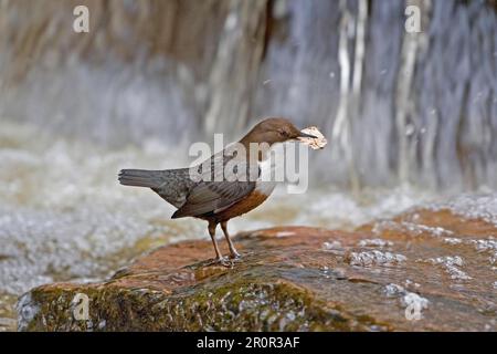 Adult white-breasted dipper (Cinclus cinclus), standing on rocks in fast-flowing river, with leaf for nesting material, England, United Kingdom Stock Photo