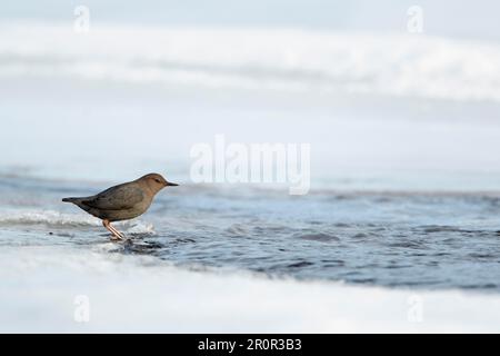 American Dipper (Cinclus mexicanus) adult, standing on ice beside narrow free-flowing stretch of stream, Yellowstone N. P. Wyoming (U.) S. A Stock Photo