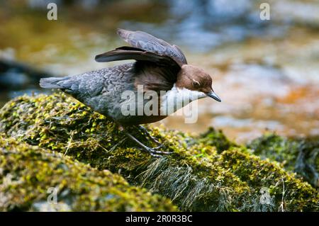 White-throated White-throated Dipper (Cinclus cinclus gularis), adult, wings outstretched, standing on moss-covered rock, River Marteg, Gilfach Farm Stock Photo
