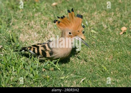 Hoopoe (Upupa epops) adult, crest raised, feeding on lawn, Egypt Stock Photo