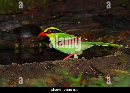 Common Green Magpie (Cissa chinensis chinensis), adult, standing by forest pool, Kaeng Krachan N. P. Thailand Stock Photo