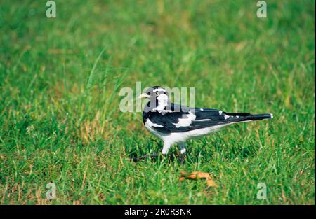 Magpie Lark (Grallina cyanoleuca), Magpie Wagtail, Songbirds, Animals, Birds, Australian Magpie Lark Male, Australia Stock Photo