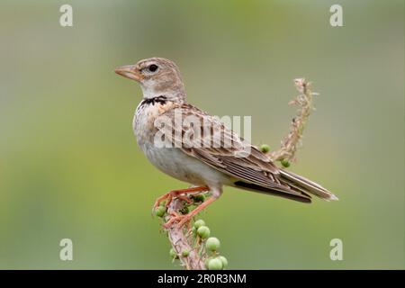 Bimaculated bimaculated lark (Melanocorypha bimaculata), adult perch, steppe habitat, Kazakhstan Stock Photo