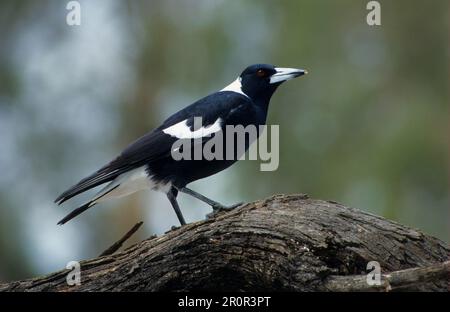 Australian Magpie (Gymnorhina tibicen) (Black backed) Standing on branch, Australia Stock Photo