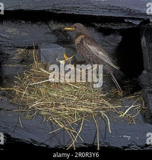 Ring ouzel (Turdus torquatus) Female in nest, young demanding Stock Photo