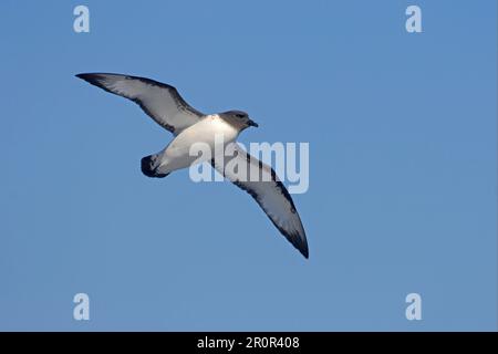 Daption capensis, Cape petrel, cape petrels (Daption capense), tube-nosed, animals, birds, Cape petrel adult, in flight, Southern Atlantic Ocean Stock Photo