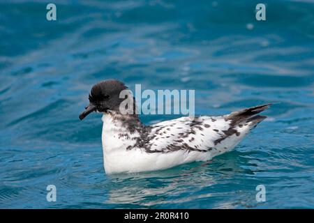 Daption capensis, Cape petrel, cape petrels (Daption capense), tube-nosed, animals, birds, Cape petrel adult, swimming at sea, Kaikoura, New Zealand Stock Photo