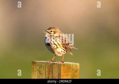 Raps (Anthus pratensis) sitting on a post song, North Uist Stock Photo