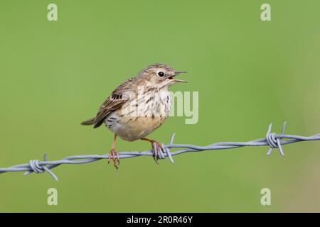 Raps (Anthus pratensis) adult, calling, sitting on barbed wire fence, Suffolk, England, United Kingdom Stock Photo