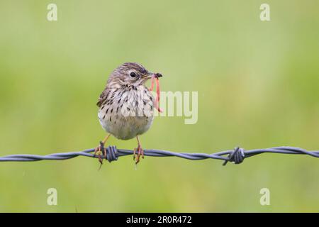 Raps (Anthus pratensis) adult, with earthworm for chick in beak, sitting on barbed wire fence, Suffolk, England, United Kingdom Stock Photo