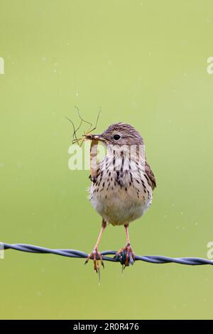 Raps (Anthus pratensis), adult, with insects for chicks in its beak, sitting on a barbed wire fence, Suffolk, England, United Kingdom Stock Photo