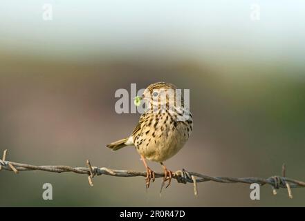 Raps (Anthus pratensis), adult, with caterpillar in beak to feed chicks, sitting on barbed wire, Norfolk, England, United Kingdom Stock Photo