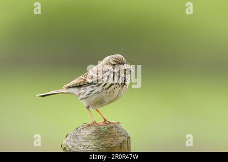 Raps (Anthus pratensis) adult, with insects in its beak, sitting on a fence post, England, United Kingdom Stock Photo