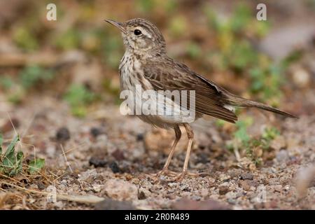 Adult Berthelot's Pipit (Anthus berthelottii), standing on the ground, Madeira Stock Photo