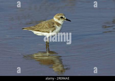 Kentish plover (Charadrius alexandrinus) adult female, summer plumage, standing in water, spring Stock Photo