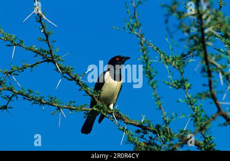 Magpie Starling, Starling, Starlings, Songbirds, Animals, Birds, Magpie Starling (Speculipastor bicolor) Perched in tree, Kenya Stock Photo